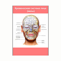 Плакат Vivay Кровоносна система обличчя (вени) А2 (8127) NC, код: 6863219