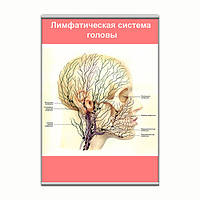 Плакат Vivay Лімфатична система голови з планкою А1 (9108) NC, код: 6759461