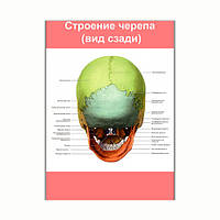 Плакат Vivay Строение черепа (вид сзади) А2 (8175) NC, код: 6863238