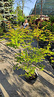 Клен ACER PALMATUM KATSURA COUPE 30