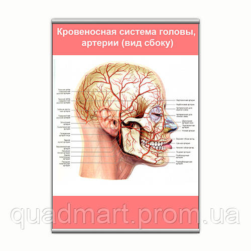 Плакат Vivay Кровеносная система головы, артерии (вид сбоку) с планкой А2 (9141) QM, код: 6759460 - фото 1 - id-p2202844513