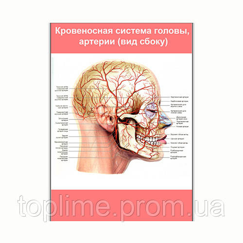Плакат Vivay Кровеносная система головы и артерии (вид сбоку) А1 (8246) TM, код: 6863230 - фото 1 - id-p2202993300