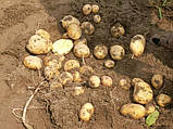 Картопля Гранада 3кг у сітках., фото 4