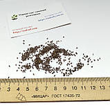 Лаванда сорт Hidcote насіння 0,1 гр. (прибл. 100 шт) (Lavándula angustifólia) багаторічна справжня вузьколиста англійська садова, фото 8