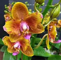 Орхідея Phal. Lioulin Orange, Підліток 1,7, Aroma, квітка 5 см / мутаці не стабільна