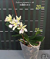 Орхидея Sedirea japonica в розмірі S91 дуже ароматний мініатюрний сорт