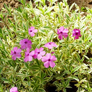 Саджанці Флокса шилоподібного ряболистного (Phlox subilata Variegata) Р9