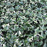 Декоративне зелене покриття-фітостіна "Бостон Плющ", Engard 50х50 см (GCK-15), фото 4