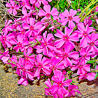 Саженцы Флокса шиловидного Темискаминг (Phlox subulata Temiskaming) Р9