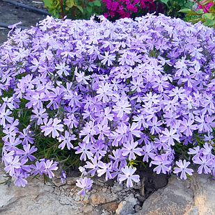 Саджанці Флокса шилоподібного Емеральд Кюшон Блю (Phlox subulata Emerald Cushion Blue) Р9