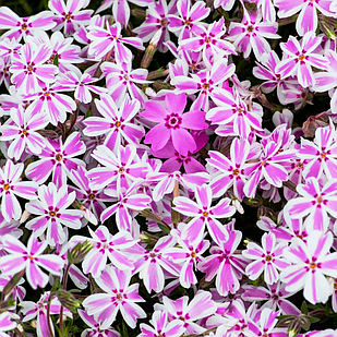 Саджанці Флокса шилоподібного строкатого Кенді Страйпс (Phlox subulata Candy Stripes) P9