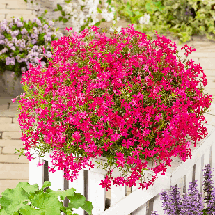 Саджанці Флокса шилоподібного Ред Скарлет (Phlox subulata Red Scarlet) P9