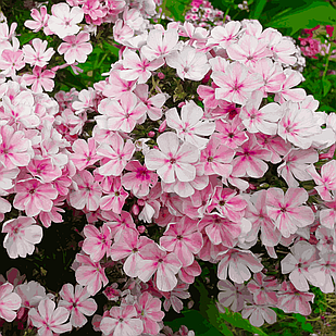 Саджанці Флокса шилоподібного Яблуневий цвіт (Phlox subulata Apple Blossom) P9