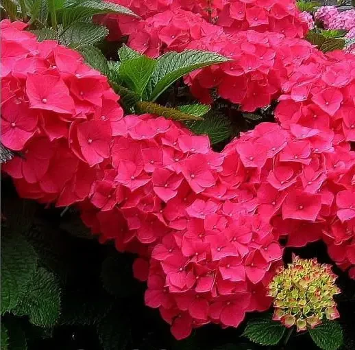 Саджанці Гортензії крупнолистної Резем 2-х річної (Hydrangea macrophylla Rethem) С1.5, фото 1