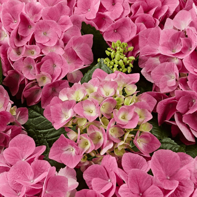 Саджанці Гортензії крупнолистної Сарена Пінк 2-х річної (Hydrangea macrophylla Sarena Pink) С1.5