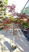 КЛЕН ACER PALMATUM BENI MAIKO CLT 15 1/2 FUSTO