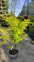 КЛЕН ACER PALMATUM ORANGE DREAM COUPE 30