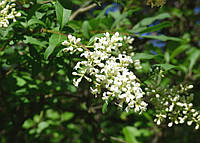 Бирючина обыкновенная Ligustrum vulgare, h120-170 C11L