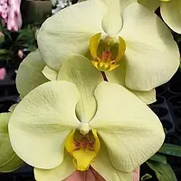 Орхідея Phal. Phal. Bellissima1, підліток 1,7 , квіти 11см, торф,