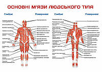 Плакат Основные мышцы человеческого тела