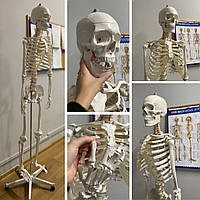 Велика модель скелета MALATEC 180 см деталізована модель скелета анатомічний скелет людини Польша opr