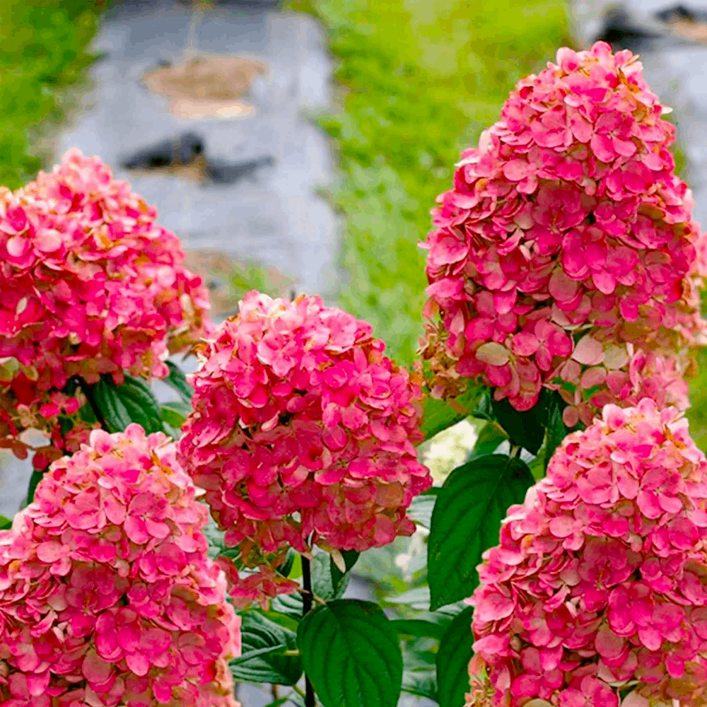 Саджанці Гортензії волотистої Меджикал Файр (Hydrangea paniculata Magical Fire) Р9