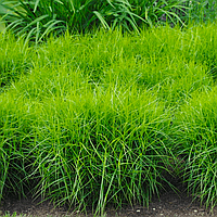 Саженцы Осоки Пальмолистной Литтл Мидж (Carex Muskingumensis Little Midge)