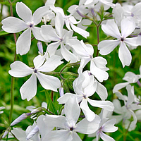 Саджанці Флокса розчепіреного Мей Бріз (Phlox divaricata May Breeze) Р9