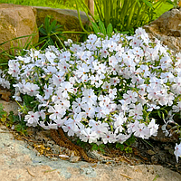 Саджанці Флокса шилоподібного Емейзін Грейс (Phlox subulata Amazing Grace) P9