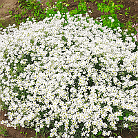Саджанці Ясколки Білої (Cerastium) P9