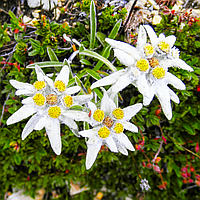 Саджанці Едельвейсу Альпійського (Leontopodium alpinum) P9
