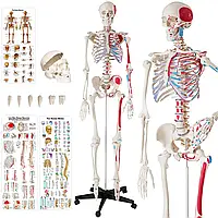 Анатомический скелет с отметинами мышц и костей.