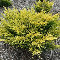 Ялівець повзучий 'Лайм Глоу' Juniperus horizontalis 'Lime Glow'