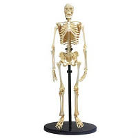 Набор для экспериментов EDU-Toys Модель скелета человека сборная, 24 см (SK057) h