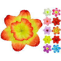 Нарцис атлас, 14,5 см