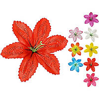 Лілія атласна плямиста, 15см