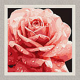 Картина за номерами Рожева троянда. квіти 40*40 см Ідейка KHO 3236, фото 2