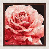 Картина за номерами Рожева троянда. квіти 40*40 см Ідейка KHO 3236, фото 3