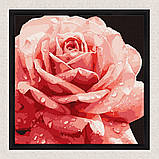 Картина за номерами Рожева троянда. квіти 40*40 см Ідейка KHO 3236, фото 4