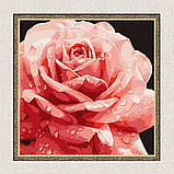 Картина за номерами Рожева троянда. квіти 40*40 см Ідейка KHO 3236, фото 5