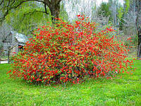 Насіння Хеномелес японський, Chaenomeles japonica 10 шт/уп