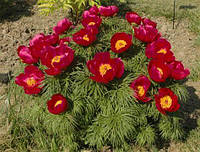 Насіння Півонія вузьколиста, півонія Воронець, Paeonia tenuifolia 5 шт/уп