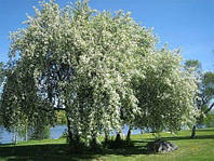 Насіння Амурська чорноплідна вишня, Черемха Маака, Prunus maackii 3 шт/уп