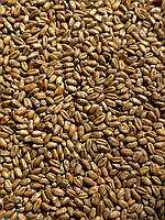 Семена микрозелень Пшеница