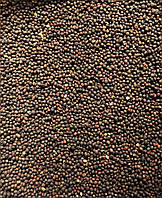 Насіння мікрозелені капуста кольрабі 100 г