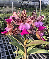 Орхидея каттлея тигровая, взрослая, сейчас не цветет