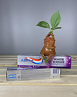Зубна паста Aquafresh White & Shine Whitening 100 мл.
