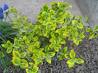 Бересклет Форчуна 'Emerald'n Gold' (Euonymus fortunei 'Emerald'n Gold')