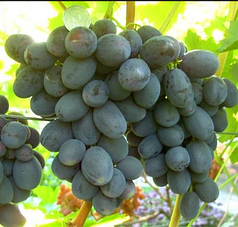 Саджанці винограду сорт "Руслан"
