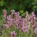 Гісоп лікарський, Hyssopus officinalis, фото 5